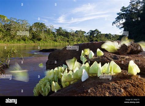 Butterflies in Rainforest at Tambopata river, Phoebis spec., Tambopata ...