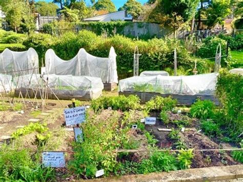 Artarmon Parklands Community Garden tour | Willoughby City Council