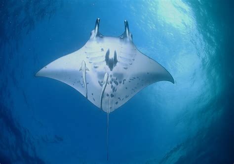 Reef Manta Ray (Mobula alfredi) - Bali Wildlife