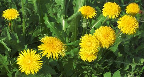 Before you get out the weed killer - Dandelions are good for your health - Yetta Blair Nutrition