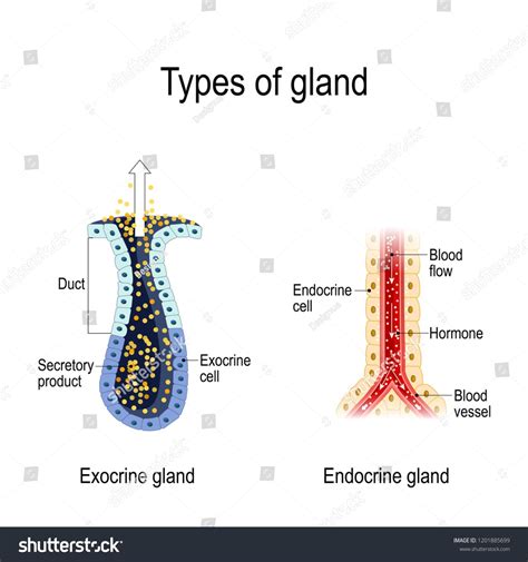 Types of gland. Anatomy of an Endocrine and exocrine glands. different ...