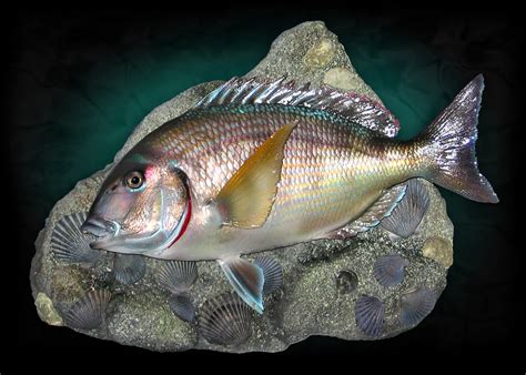 Scup Porgy Taxidermy Mount