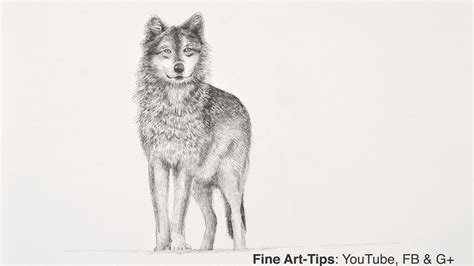 Easy Wolf Pencil Drawing - bestpencildrawing