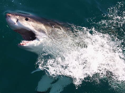 Teenager killed by 'great white shark' off the coast of Western Australia | The Independent ...