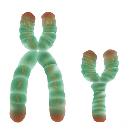 Xy Chromosome, Illustration Photograph by Gwen Shockey