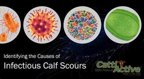 Scours: Identifying the Infectious Causes of Calf Scours - Pro Earth ...