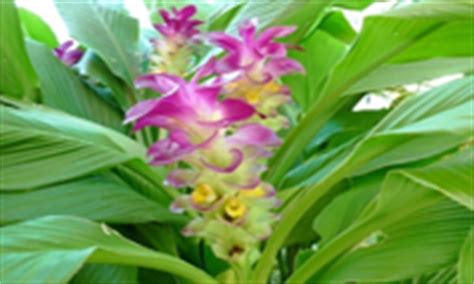 Curcuma Longa Extract | CHEMFACES