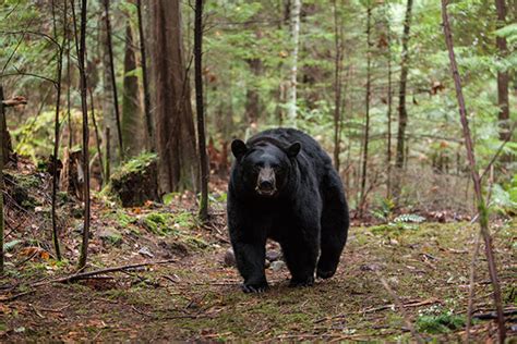 Film Review - Backcountry | The MacGuffin