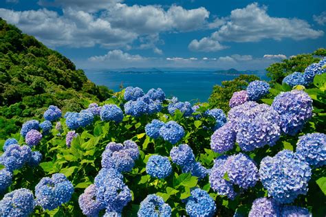 Download Blue Flower Nature Hydrangea HD Wallpaper