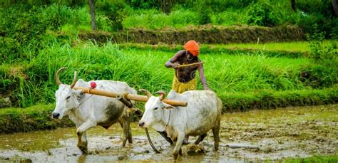 Indian Farmer Plowing Rice Paddy with Buffaloes Editorial Photo - Image ...