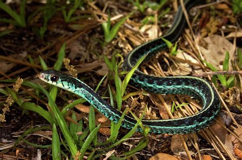 Blue-Striped Garter Snake Photograph by Richard Leighton - Fine Art America