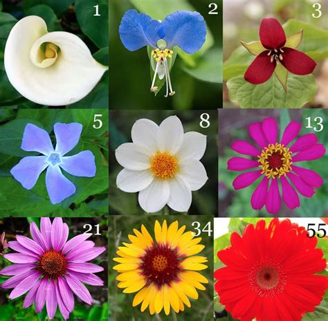 Fibonacci sequence found in flower petals. | Nature kids, Fibonacci in ...