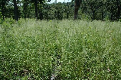 Tom's Blog: Savanna grasses in bloom