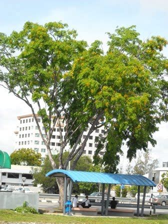 Sarawakiana@2: Angsana trees are blooming!!