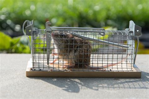 Mouse Caught in a Non-hurt Cage Trap Stock Image - Image of house, lure ...