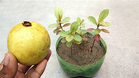 Grow guava plant easily at home | Guava seeds germination - YouTube