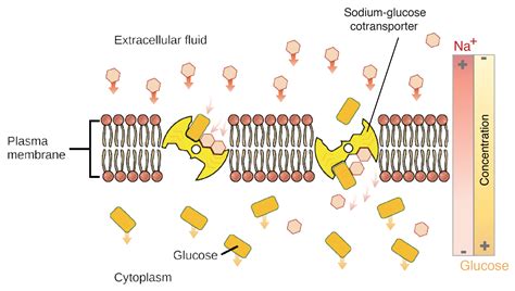 Secondary Active Transport ( Na - glucose | Class Eleven Chemistry