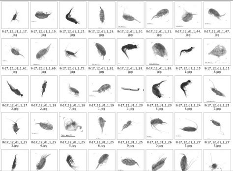 Research on Automated Plankton Identification