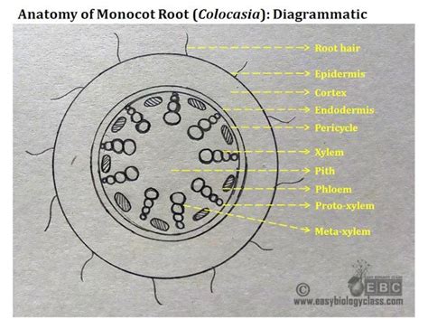 Monocot Root Diagram