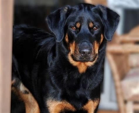 Doberman rottweiler mix in 2023 | Rottweiler mix, Pretty dogs, Beautiful dogs