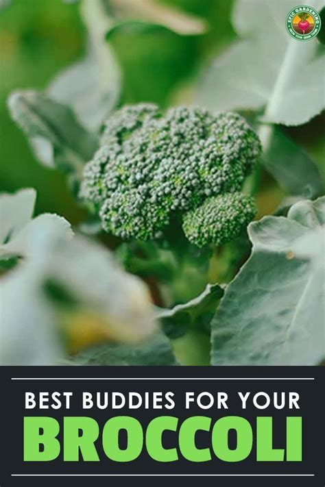 Broccoli Companion Plants To Consider | Epic Gardening in 2021 | Companion planting, Easy ...