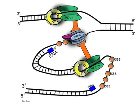 Prokaryotic replication fork | E. coli replisome in action. … | Flickr