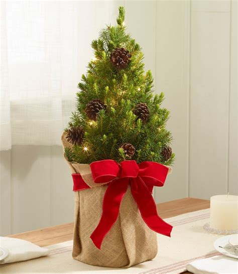 Woodland Tabletop Live Christmas Tree, Lighted | at L.L.Bean