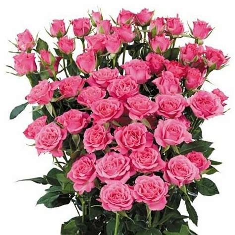 Hot Pink Follies Hot Pink Spray Roses | Spray Roses