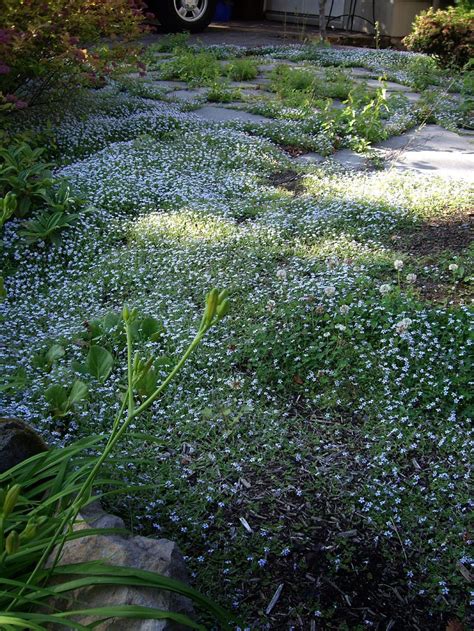 Creeping Elfin Thyme (Thymus praecox) flowering in June | Creeping ...