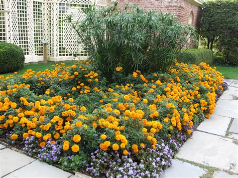 A Marigold Revival | What Grows There :: Hugh Conlon, Horticulturalist, Professor, Lecturer, and ...