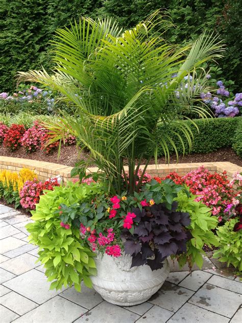 Tropical Patio Design Ideas, Renovations & Photos | Pool plants, Container gardening flowers ...