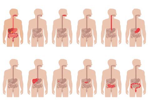 ERCP & Advanced Endoscopy 101 – AskMueller Consulting LLC