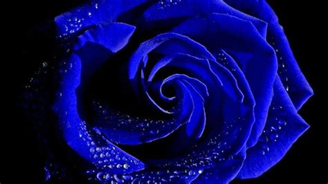 🔥 [50+] Indigo Blue Wallpapers | WallpaperSafari