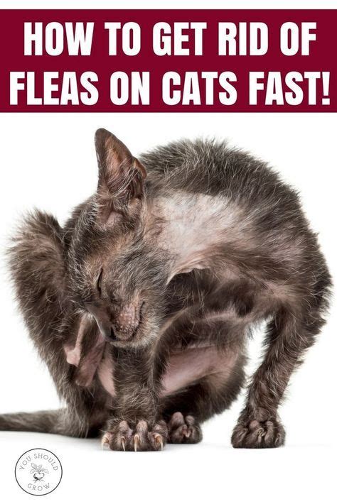 Get Rid Of Fleas On Cats And Dogs (A Vet's Top Choices) | You Should Grow | Cat fleas, Cat fleas ...