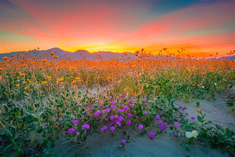 Anza Borrego Desert Wildflower Superbloom San Diego Southern California ...