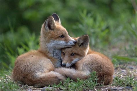 Fox news! Adorable pups nap together