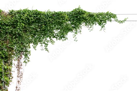 Plants ivy. Vines on poles on white background Stock Photo | Adobe Stock