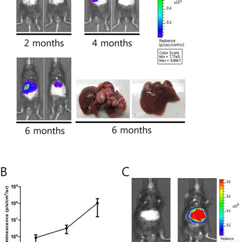 Repeated bioluminescence imaging of the 2PLEASE mice. (A) Pseudocolor ...