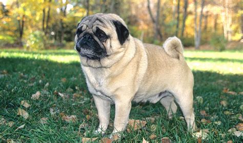 Pug Breed Information - Vetstreet | Vetstreet