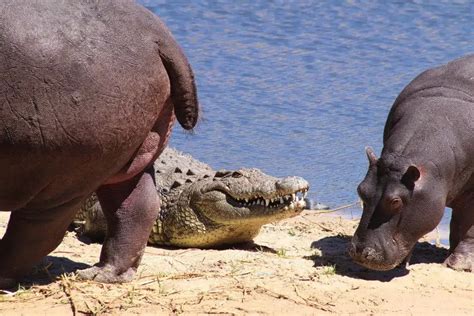 How do Hippos Fart? – Nature Blog Network