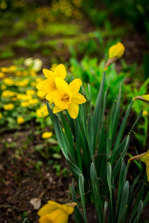 Free Images : grass, meadow, flower, botany, flora, daffodils, narcissus, spring flowers, yellow ...