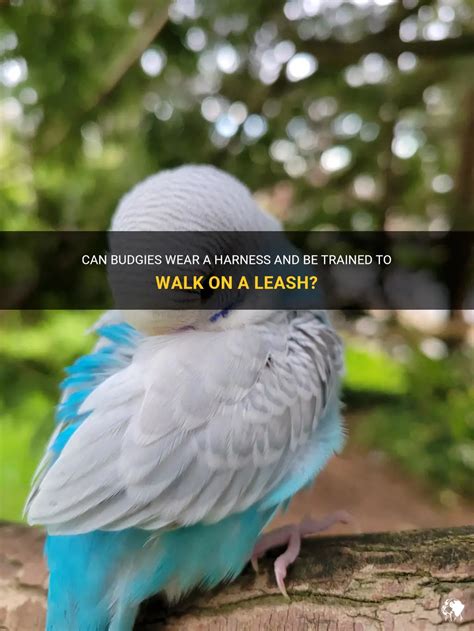 Can Budgies Wear A Harness And Be Trained To Walk On A Leash? | PetShun