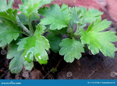 Chrysanthemum Plant Leaves stock photo. Image of view - 111315708