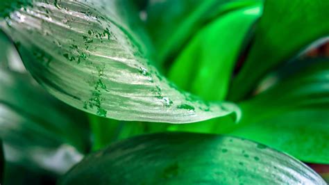 Close-up abstract of dark green leaves with raindrops. Rainforest ...