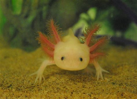 Axolotl Facts for Kids | Axolotls Information | Animal Fact Guide