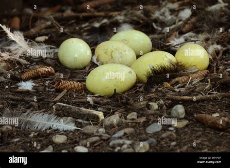 Greater Rhea eggs (Rhea americana Stock Photo - Alamy