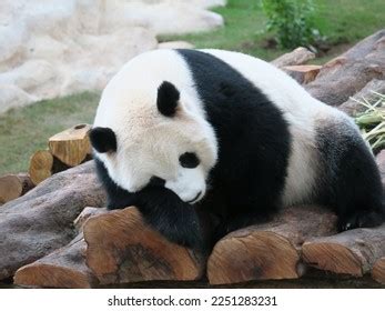 3,033 Panda Sleep Stock Photos, Images & Photography | Shutterstock