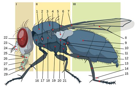 Housefly anatomy | Arte de insectos, La enciclopedia libre, Ilustraciones