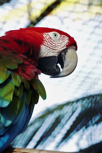 Premium Photo | Close-up of scarlet macaw