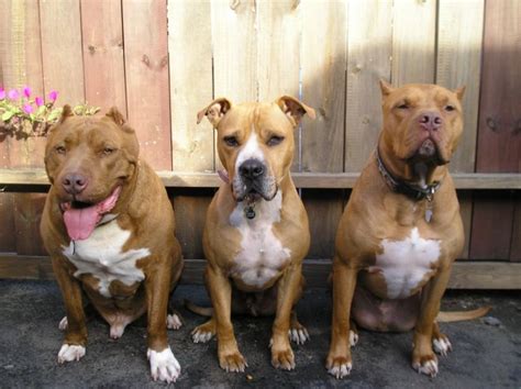 Pit Bull Facts - Villalobos Rescue Center